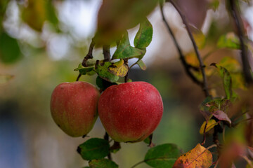 Apfel im Herbstlaub