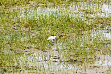 湿地のシラサギ