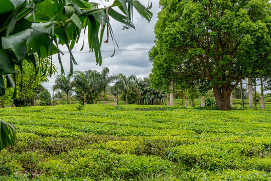Green tea plantations high in the mountains in Mauritius. High quality photo