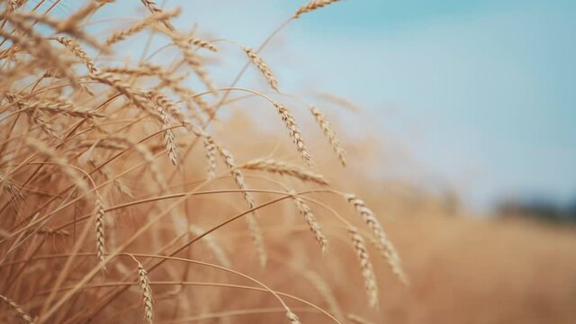 Wheat field. Rich harvest concept. Ears of golden wheat on the field on summer time. Rural Scenery under Shining Sunlight. Ripening ears of wheat field.