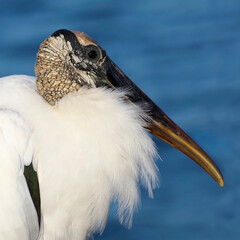 Portrait of a Wood Stork ( Mycteria americana) standing on a sea wall on Boca Ciega Bay on a sunny afternoon at St. Pete Beach, Florida.
