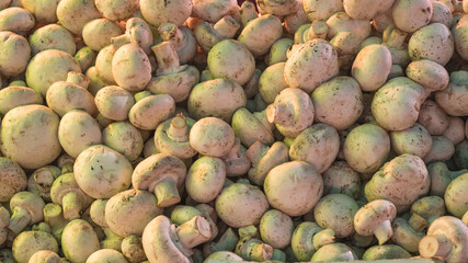 Close-up view of many champignon mushrooms on the counter in the market
