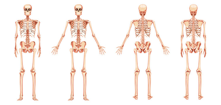 Skeleton Human diagram front back anterior posterior view with two arm poses. Set of realistic flat natural colour concept Vector illustration didactic board of anatomy isolated on white background