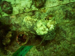 green moss on the stone