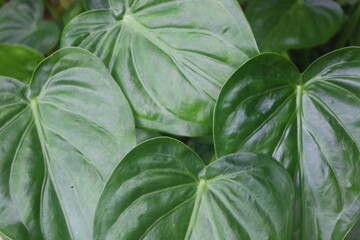 a type of taro plant that is planted in the yard of the house as a decoration of the yard of the house to make it look more natural and beautiful so that it makes the house look fresh