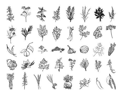 Collection of monochrome illustrations of herbs and spices in sketch style. Hand drawings in art ink style. Black and white graphics.