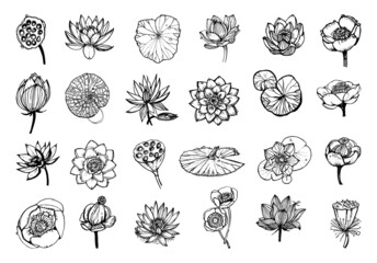 Collection of monochrome illustrations of lotus in sketch style. Hand drawings in art ink style. Black and white graphics.