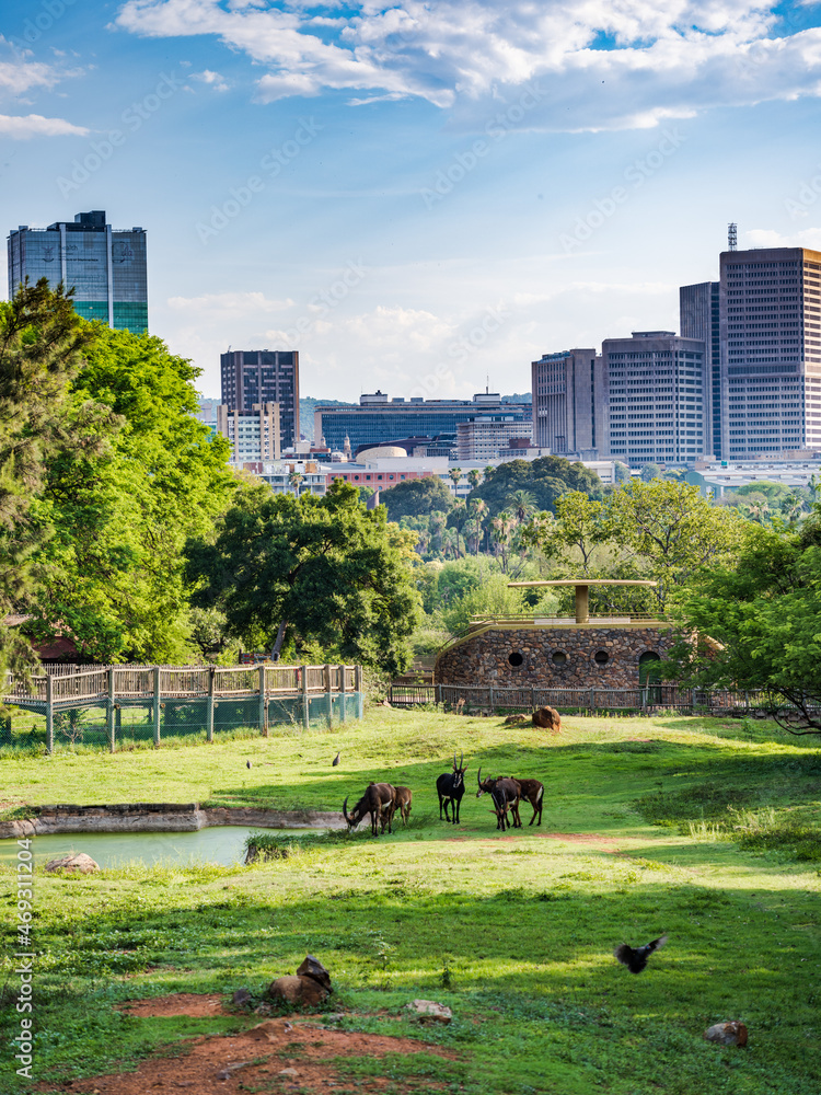 Wall mural Shot of Pretoria city from the zoo garden and Sable antelope at waterhole