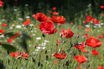 Obraz premium red poppy field