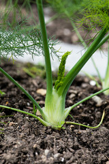 Baby fennel growing in the garden