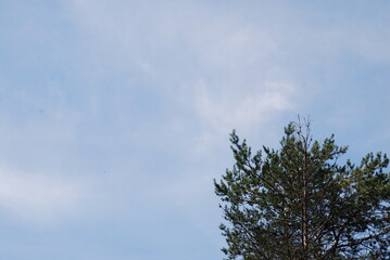 Lighter white translucent clouds. High cirrus white clouds set against the blue sky. Below are branches with green leaves of a tall tree. Peace of mind on a summer day.