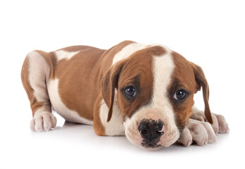 puppy american bulldog