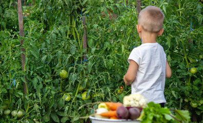 vegetables in the hands of children on the farm. Selective focus