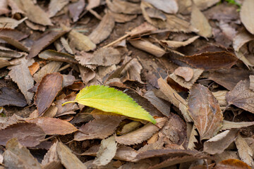 Autumn leaves on the ground.  Top view.