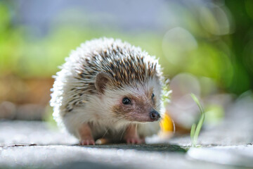 Small african hedgehog pet on green grass outdoors on summer day. Keeping domestic animals and...