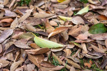 Autumn leaves on the ground.  Top view.