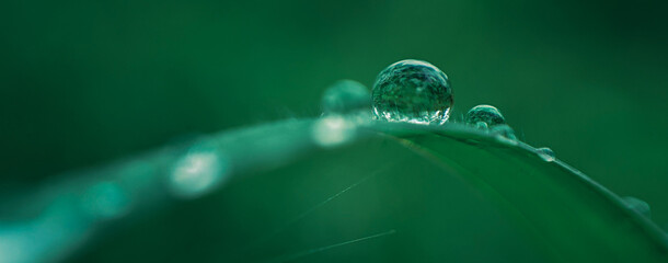 nature green background of dew on grass