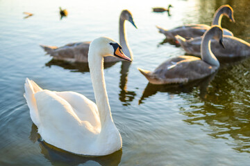 Obraz premium White and gray swans swimming on lake water in summer