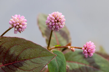 Obraz premium Pink Knotweed (Persicaria capitata) pinkhead smartweed