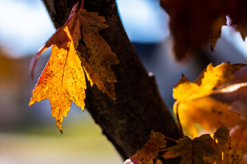 rustic autumn leaves on a tree - 469314628