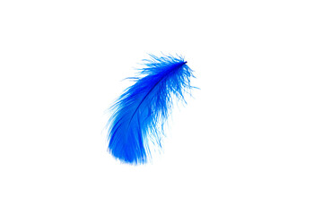 Blue feather isolated on white background.