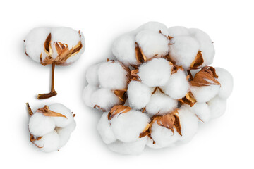 Cotton plant flower isolated on white background with clipping path and full depth of field. Top view. Flat lay