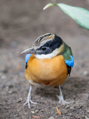Full-length portrait of blue-winged pitta or Pitta moluccensis. Colorful passerine bird on ground.