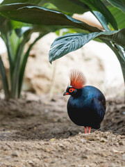 Full-length portrait of Crested partridge or Rollulus rouloul. Bird also known as roul-roul, red-crowned wood partridge, green wood quail.