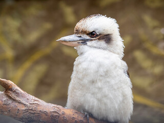 Full-length portrait of Kookaburra or Dacelo gigas. Terrestrial tree kingfisher on brown natural background.