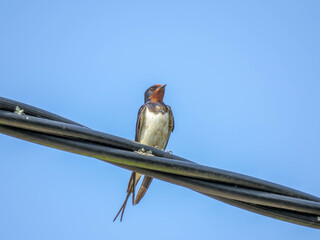 swallow perched on a cable with a bright blue sky in the background © Penny