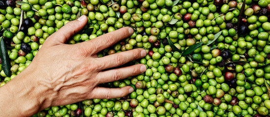 Naklejka na ściany i meble heaps freshly harvested olives, web banner