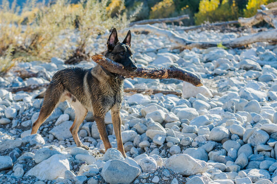 PAKO, MON BERGER BELGE MALINOIS