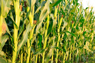 Corn grows in the field