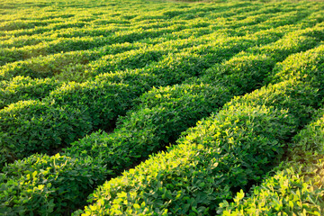  Peanut Field, Peanut plantation fields.