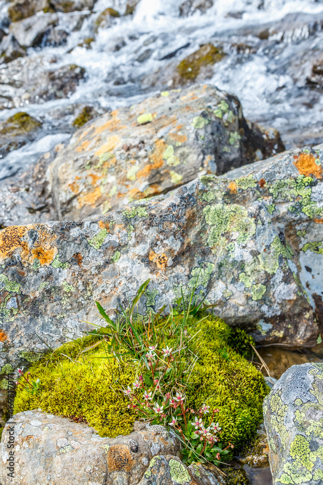 Poster Artic Starry saxifrage flowers among stone blocks