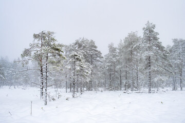 Fototapeta na wymiar Pine trees on a bog with mist and snow in the winter