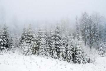 Obraz na płótnie Canvas Coniferous forest in fog and snow in winter