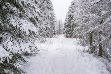 Fototapeta premium Nature path through snowy larch trees and spruces in winter