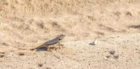Desert agama sits on a sand dune in the desert on a bright sunny day