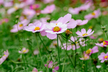 Beautiful of  the Cosmos flowers