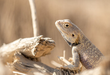 Agama Savigny sits on a withered branch in the wild on a bright sunny day