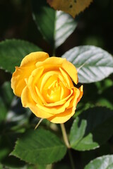 Japanese hybrid rose flower 