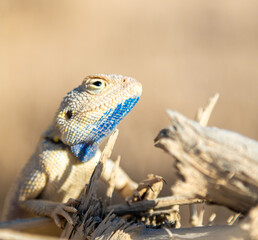 Agama Savigny sits on a withered branch in the wild on a bright sunny day