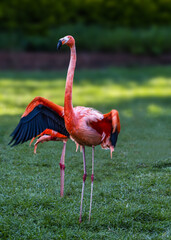 Flamingo flapping wings to dry after a swim in the pond