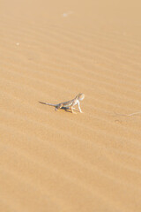 Desert agama sits on a sand dune in the desert on a bright sunny day