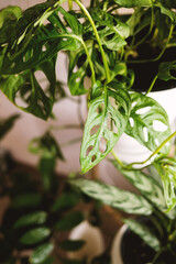 Monstera Monkey Mask or Obliqua or Adansonii against the background of house plants