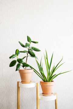Ficus elastica (rubber tree) and Sansevieria parva (Kenya Hyacinth) in a clay terracotta flower pot