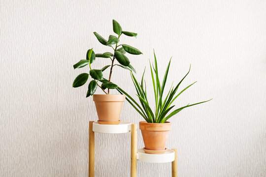 Ficus elastica (rubber tree) and Sansevieria parva (Kenya Hyacinth) in a clay terracotta flower pot