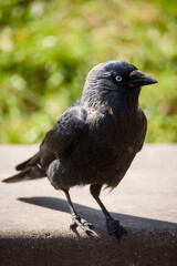 Selective focus photo. Western jackdaw bird, Coloeus monedula.