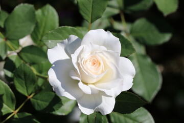 Japanese original breed white rose 